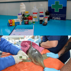 Wunschzettel Wishlist Wunschliste Shop Medikamente La Plata Delfin Franciscana Toninha