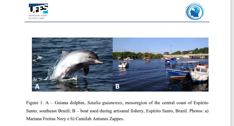 Relatório Brasil Sotalia dolphin Ecologia Humana do Oceano