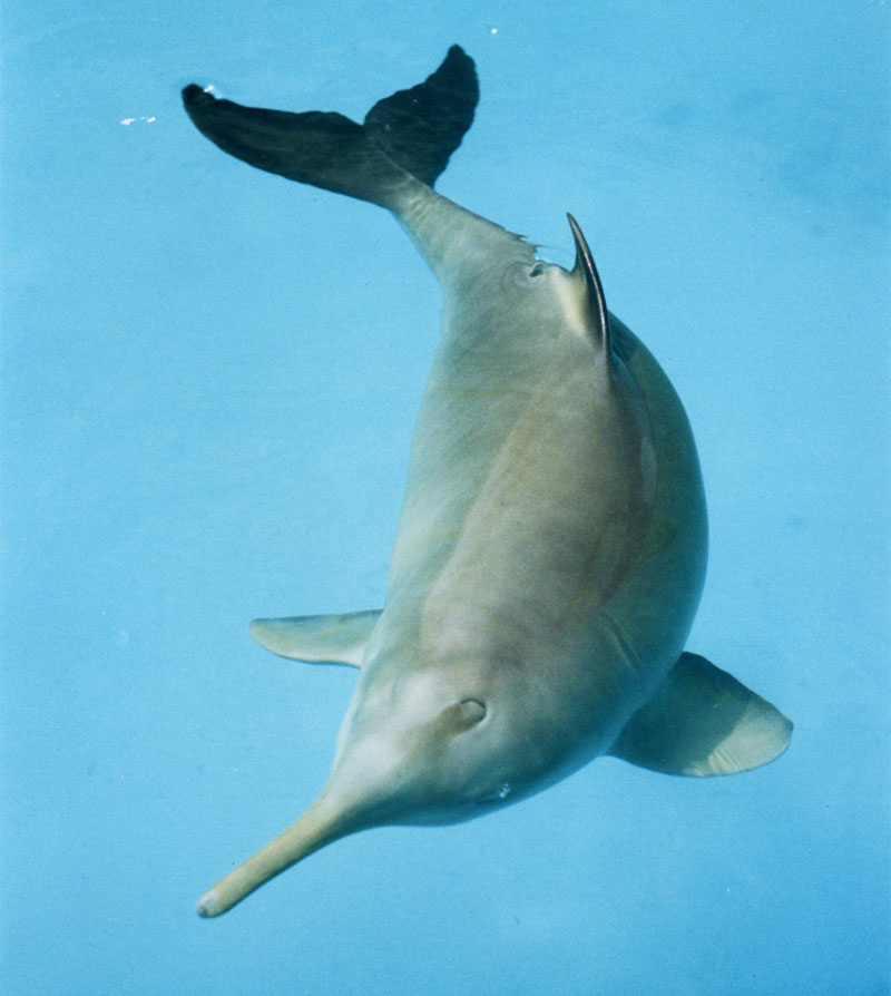 franciscana delfin toninha pontoporia blainvillei la plata delfin
