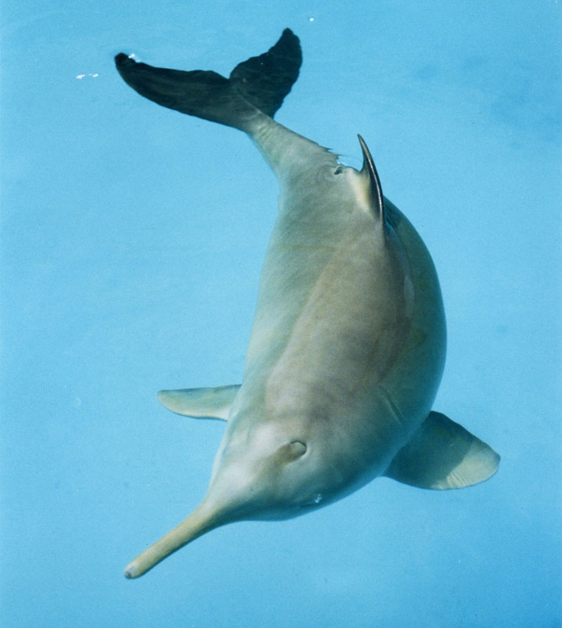 Franciscana Delfin Toninha Pontoporia Blainvillei La Plata Delfin