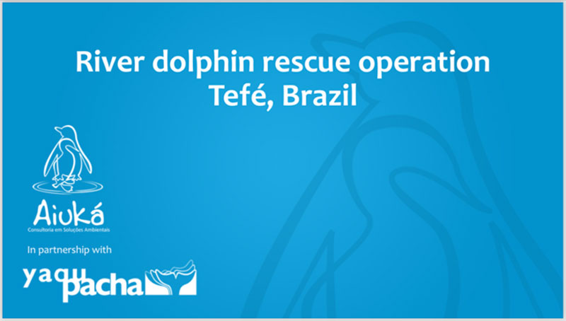 Rescate de delfines de río Aiuká yaqu pacha Delfines de río del Amazonas Brasil Lago Tefé