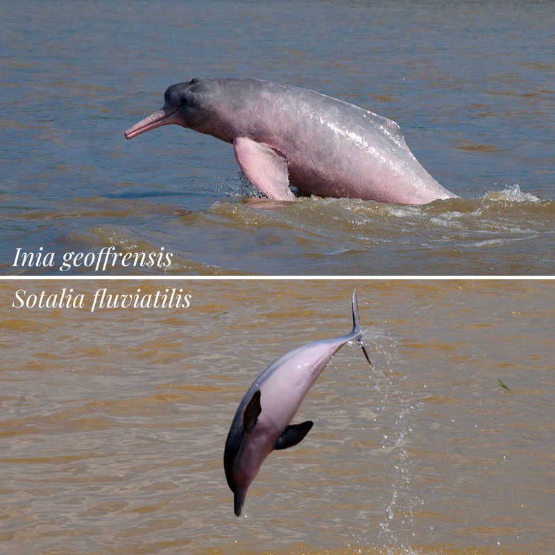 Flussdelfine Rettung Lago Tefé Brasilien Inia geoffrensis Sotalia fluviatilis
