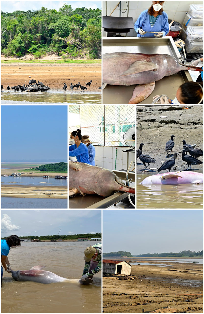 Dauphins de rivière Lago Tefé Menace sauvetage Inia geoffrensis Sotalia fluviatilis dead river dolphins Amazonas