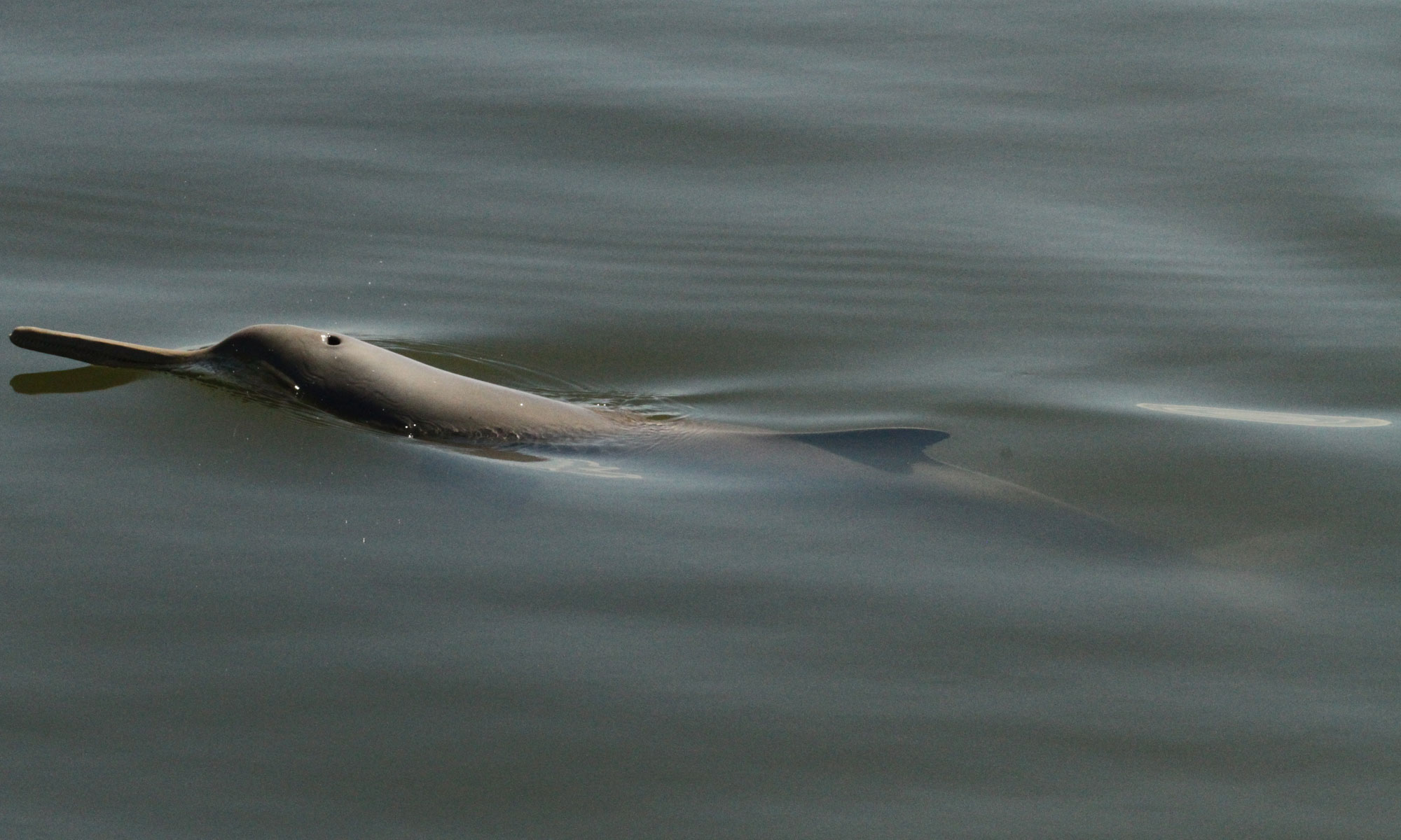 Delfín de la Plata Pontoporia blainvillei Toninha Franciscana
