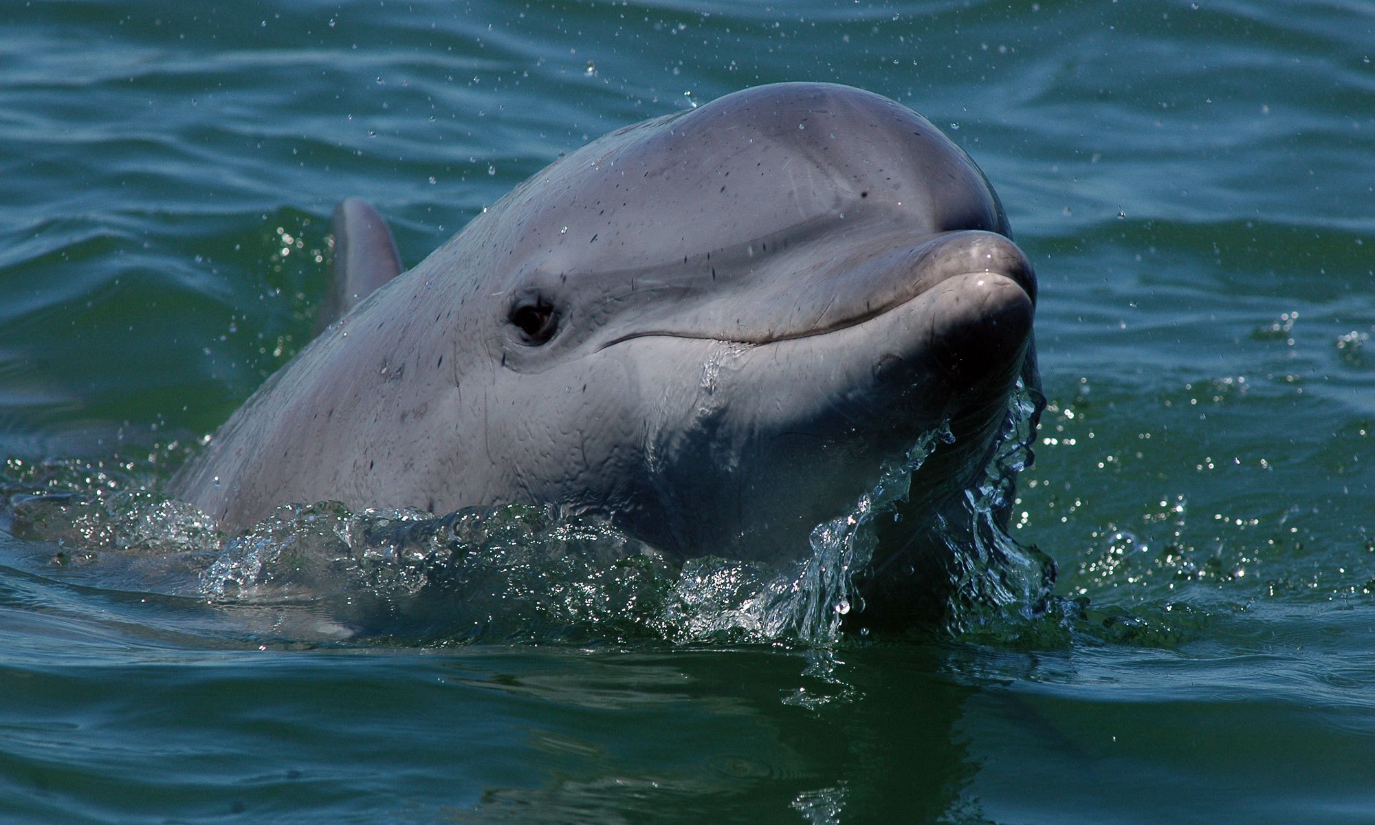 großer tümmler delfin tursiops truncatus gephyreus delfine