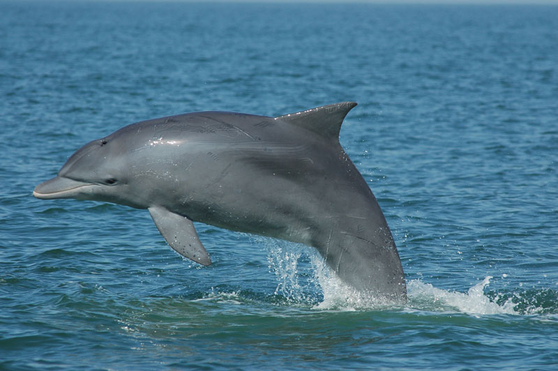 Delfín mular Tursiops gephyreus brasil brasil cambio climático
