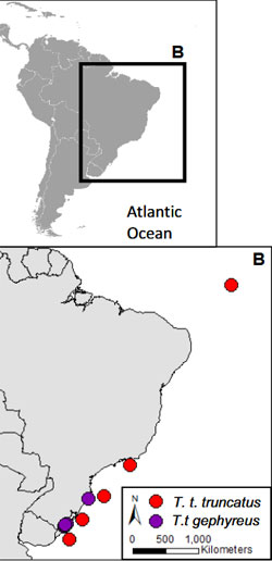 Tursiops truncatus gephyreus brasil océano atlántico cambio climático