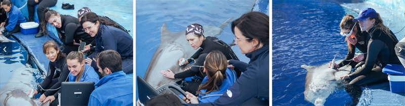 examen par ultrasons atelier dauphins de rivière valencia