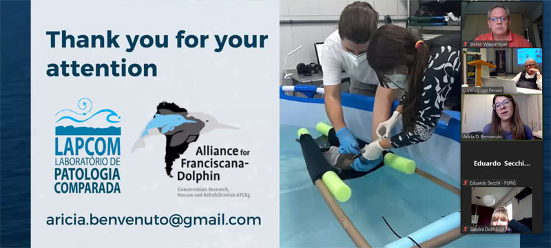 alliance for franciscana dolphin