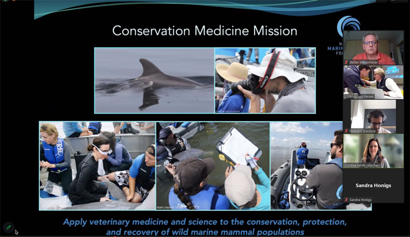 veterinary medicine conservation dolphins