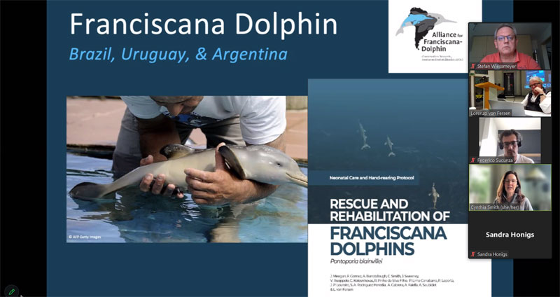 franciscana dolphin brazil uruguay argentina la plata dauphin