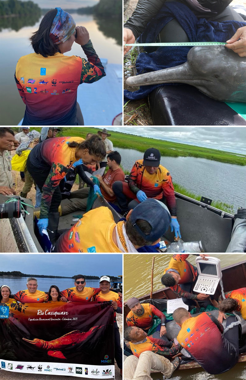 Inia Geoffrensis Venezuela Proyecto Sotalia River Dolphins