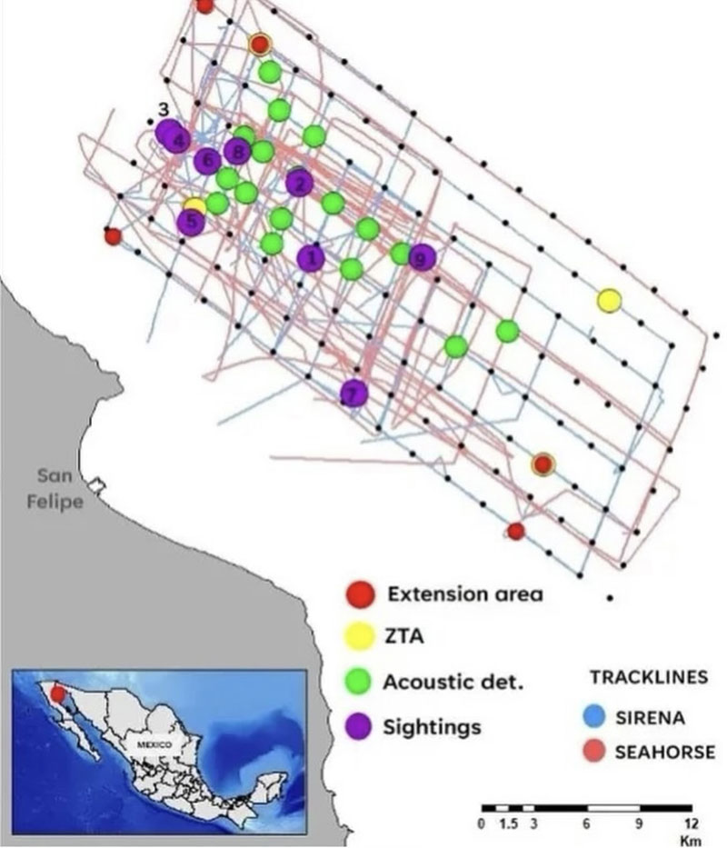 vaquita expedition 2024 sichtungen sightings sirena seahorse map zta
