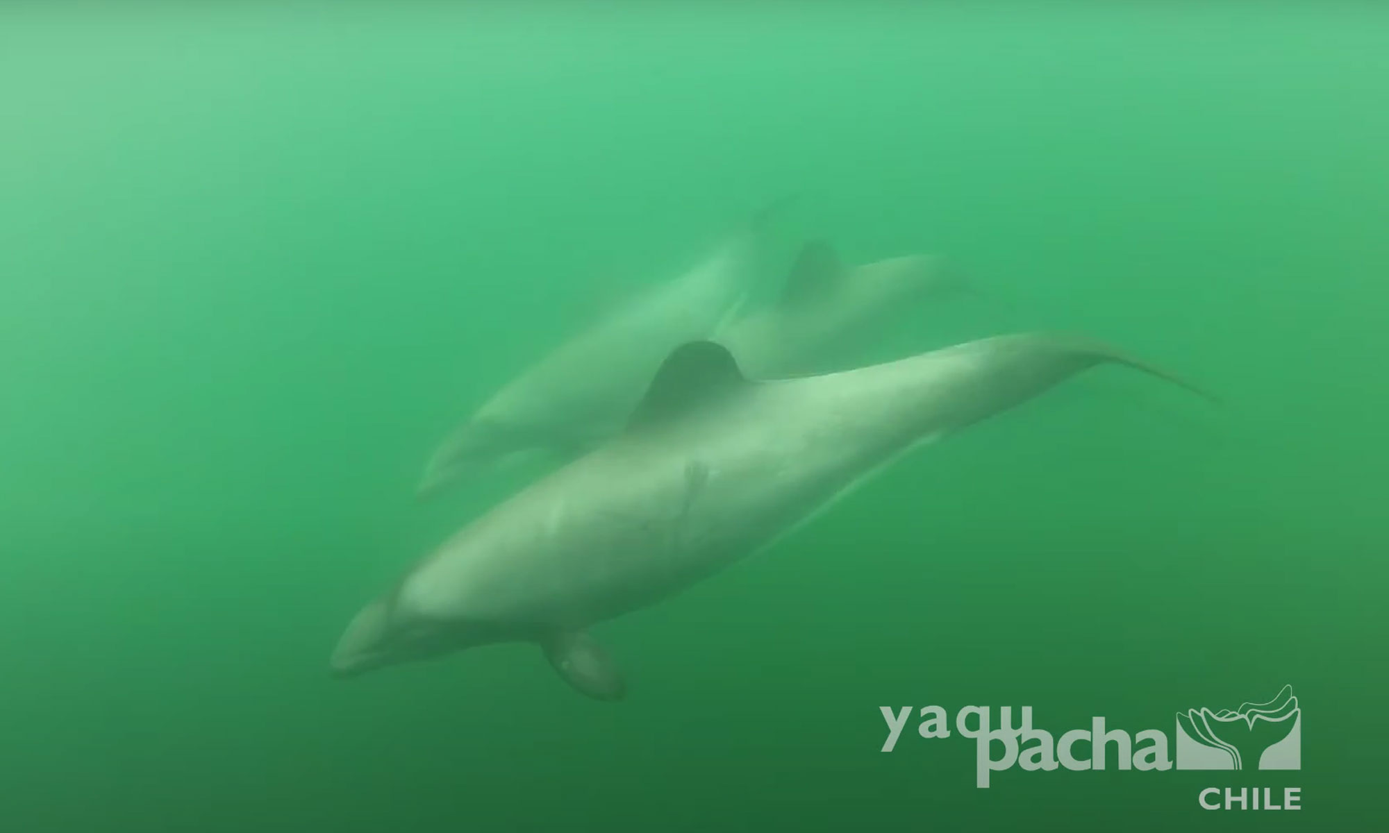 chile delfín delfines chilenos bajo el agua