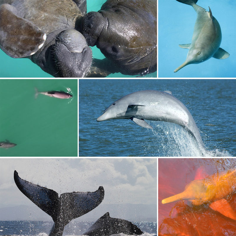 animaux vaquita vache de mer la plata dauphin de rivière dauphins enfants vaches de mer