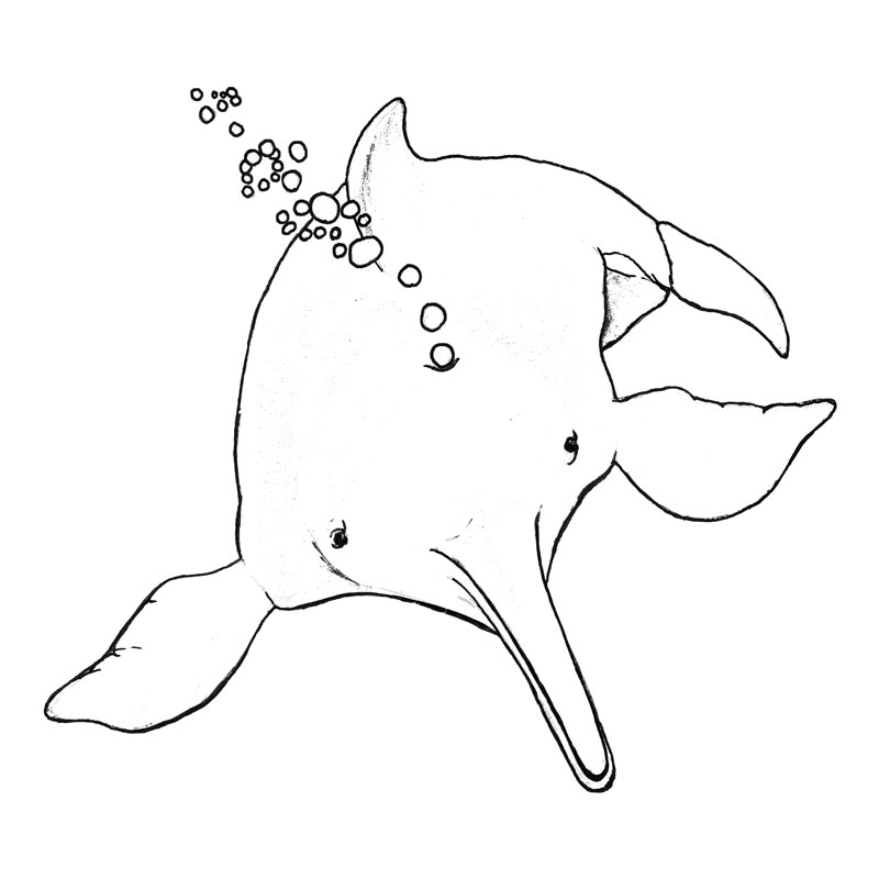 diego la plata dolphin coloring page coloring pages for kids dolphins