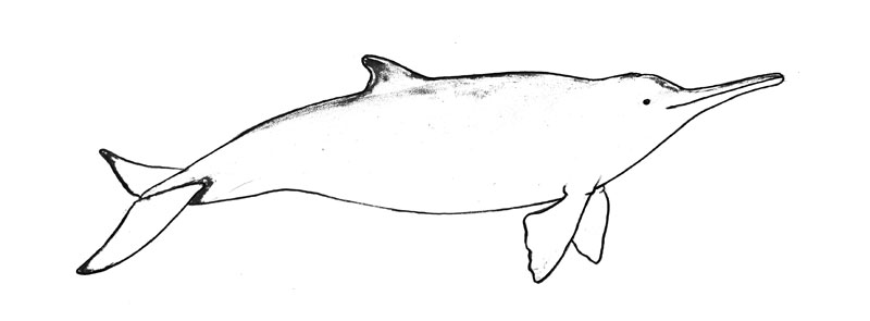 la plata dolphin coloring page coloring pages for kids dolphins