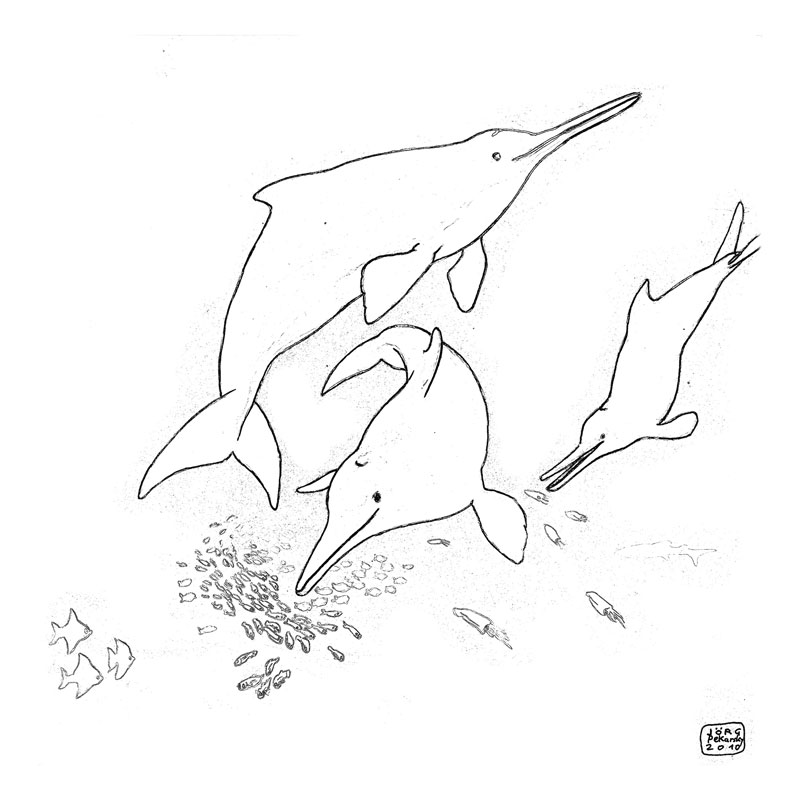 la plata dolphins coloring page coloring pages for kids dolphins