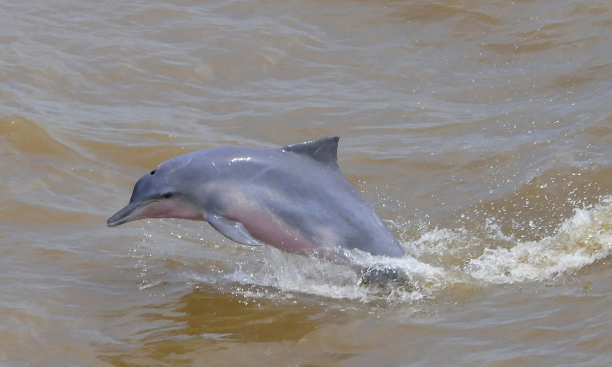 delfín sotalia delfín guianensis delfines delfines