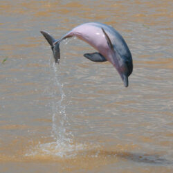 delfín sotalia delfín guianensis delfines