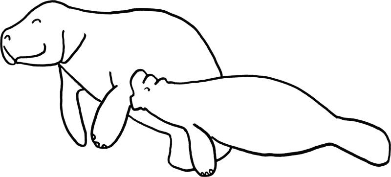 manatee manati coloring picture