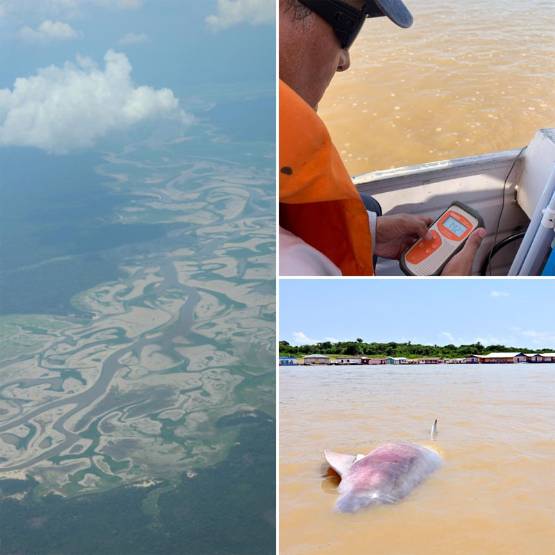 Lago Tefé flussdelfine amazonas delfin tucuxi sotalia rettung