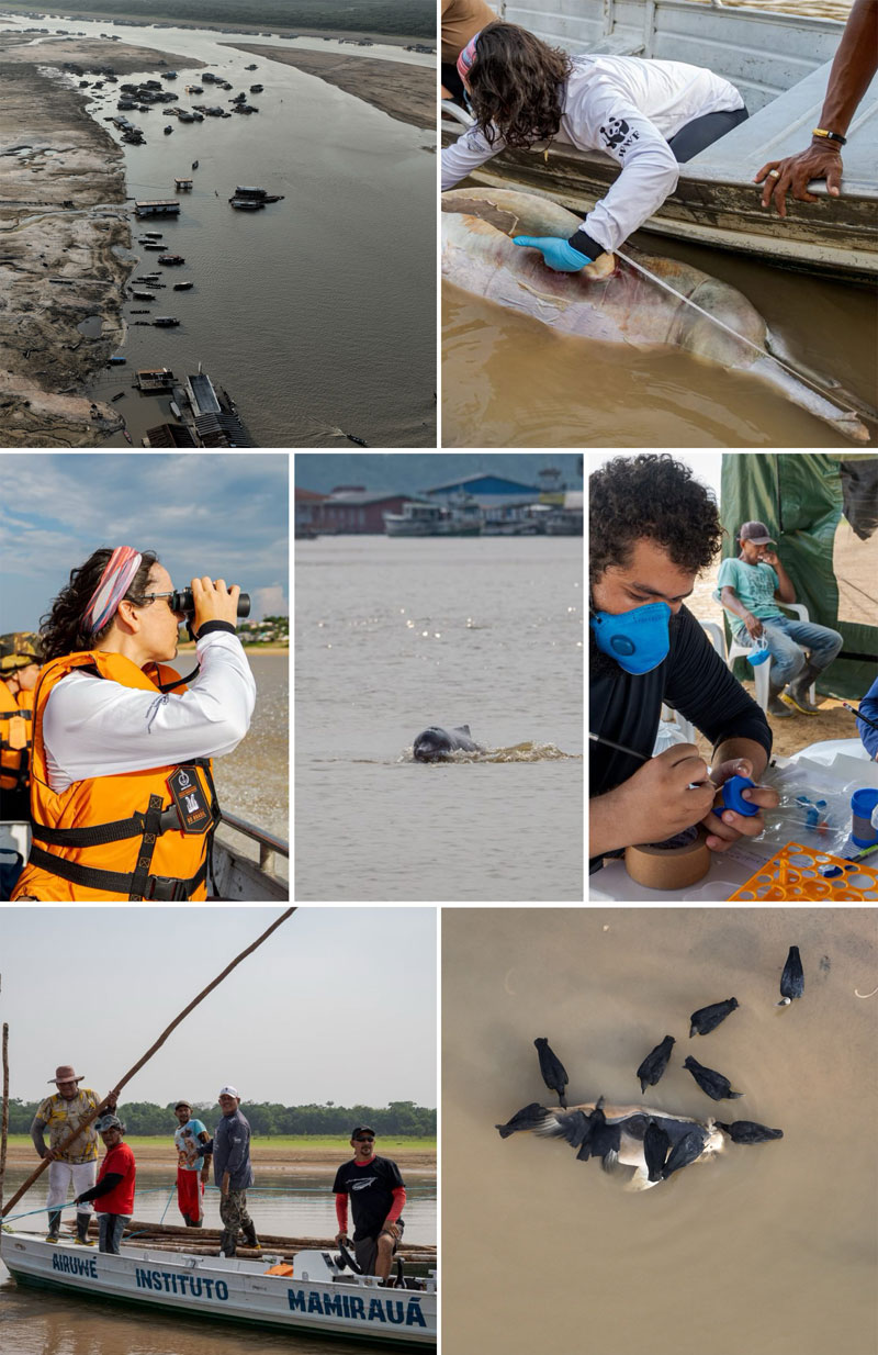 Lago Tefé amazonas resgate de golfinhos brasil instituto Mamirauá