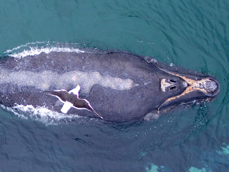 südlicher glattwal möwe Eubalaena australis