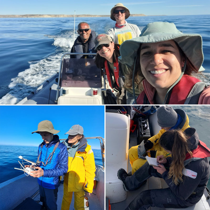 right whales biologists southern right whale Eubalaena australis researchers argentina