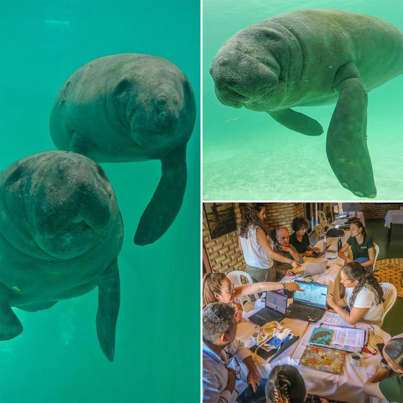 taller sobre el manatí manati brasil brazil alliance for manatees