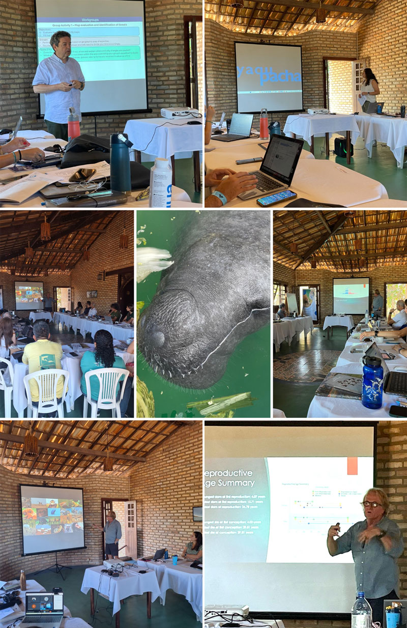 taller caribe manatí vacas marinas brasil brasil alianza para los manatíes manati manatis