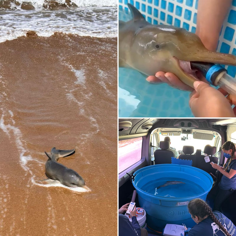 bita franciscana dolphin delfin delfine strandung rehabilitation reha toninha brasil uruguay cram furg karumbe