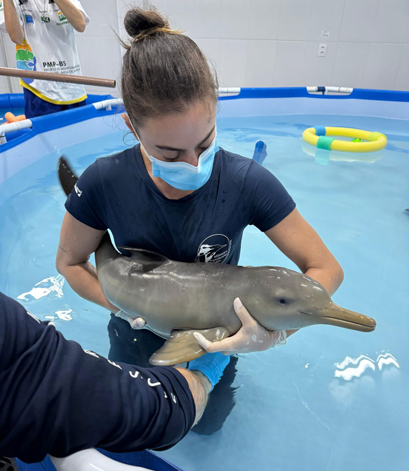 valentino franciscana delfin dolphin toninha r3 animal brasil brazil pntoporia blainvillei