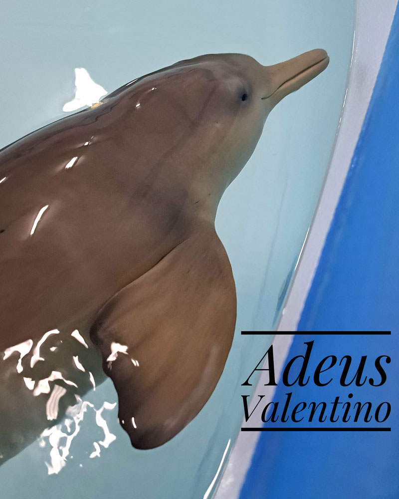 adeus valentino franciscana delfin delfine dolphin toninha brasil