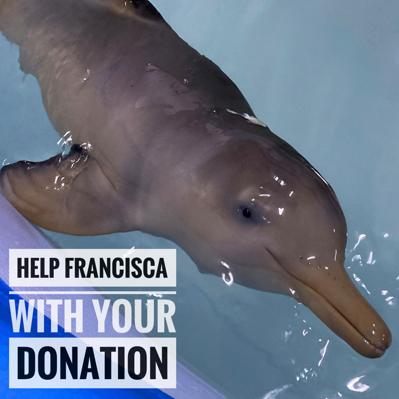 Help Francisca with your donation