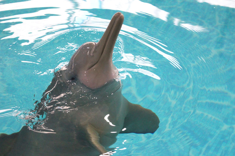 francisca franciscana delfin dolphin calf pontoporia blainvillei toninha r3 brasil brazil