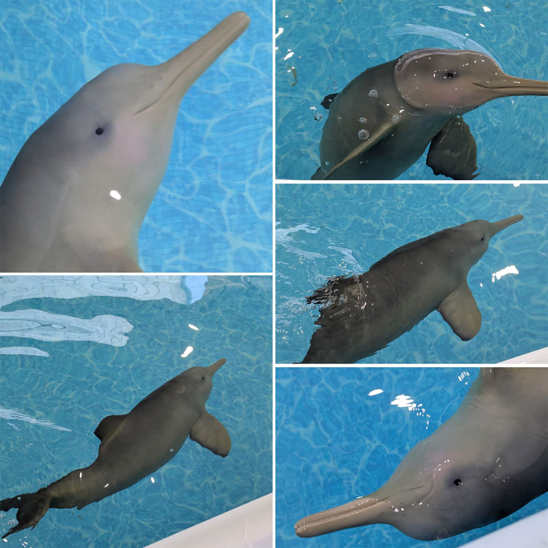 francisca franciscana dolphin calf delfin toninha toninhas pontoporia blainvillei r3 brasil