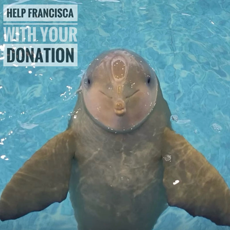 Help Francisca with your Donation