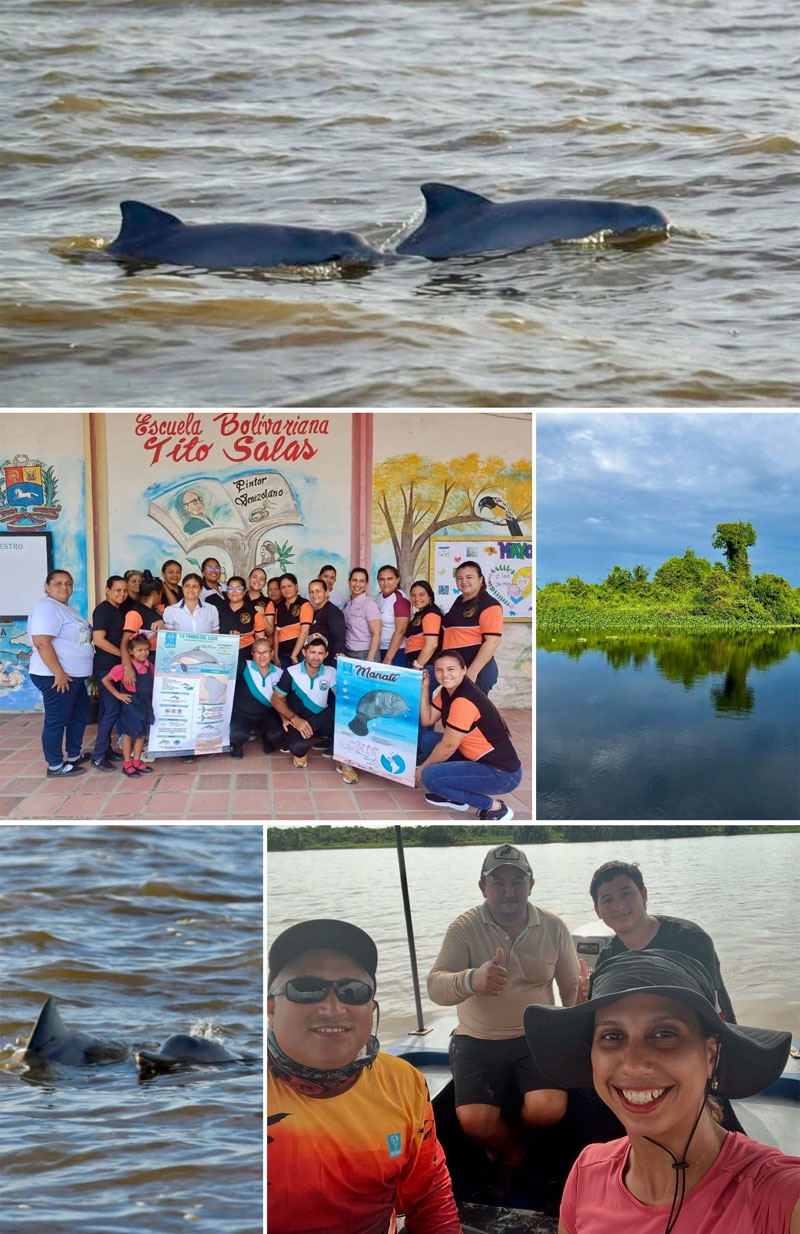 sotalia guianensis delfin venezuela proyecto sotalia delfines delfine guayana delfin maracaibo