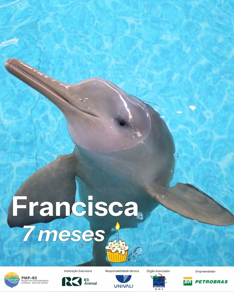 francisca franciscana-delfin brasil r3 animal 7 meses dolphin delfines golfinhos toninha toninhas