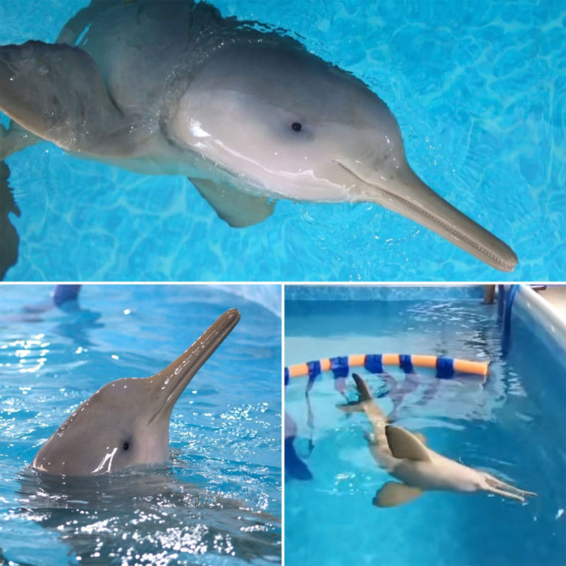 francisca franciscana-delfin brasil r3 animal 7 meses dolphin delfines golfinhos toninha toninhas