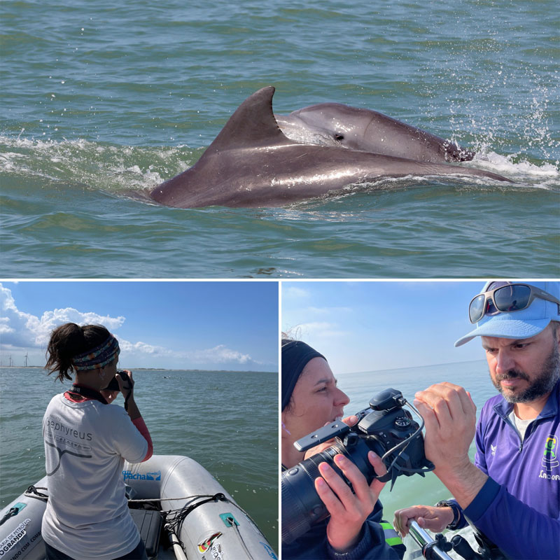 projekt tursiops gephyreus projeto lahille bottlenose dolphin delfin delfine golfinhos delfines