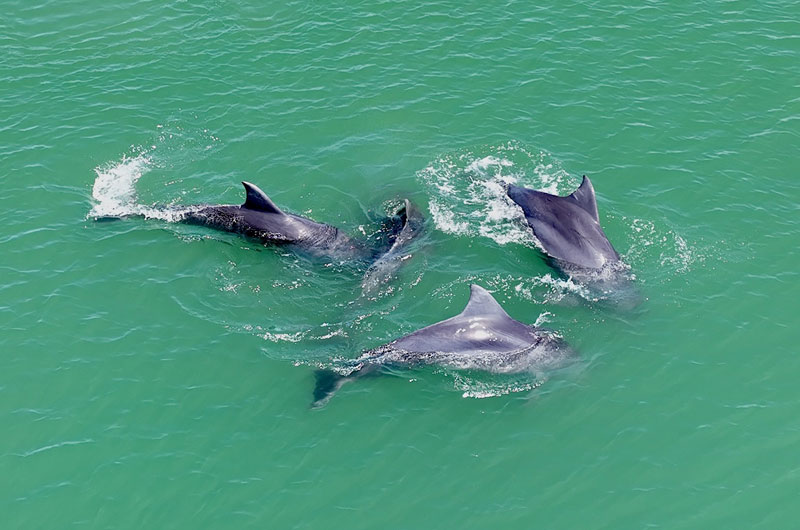 projekt tursiops gephyreus projeto lahille bottlenose dolphin delfin delfine golfinhos delfines