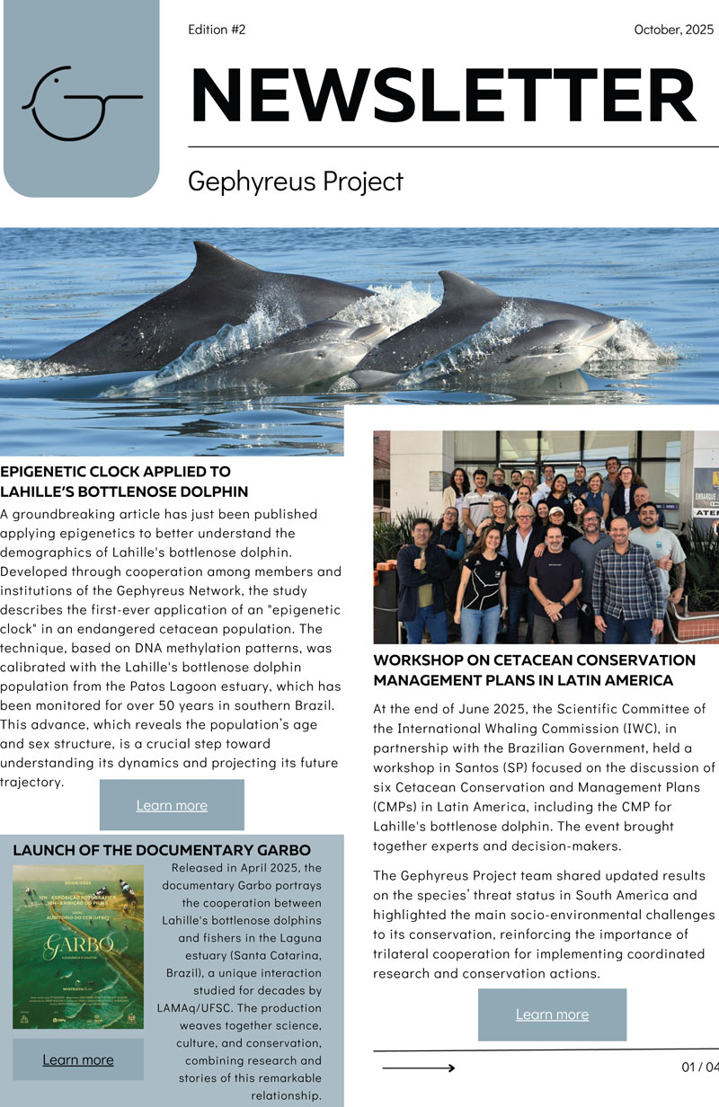 tursiops gephyreus newsletter 2 lahille delfin projeto gephyreus