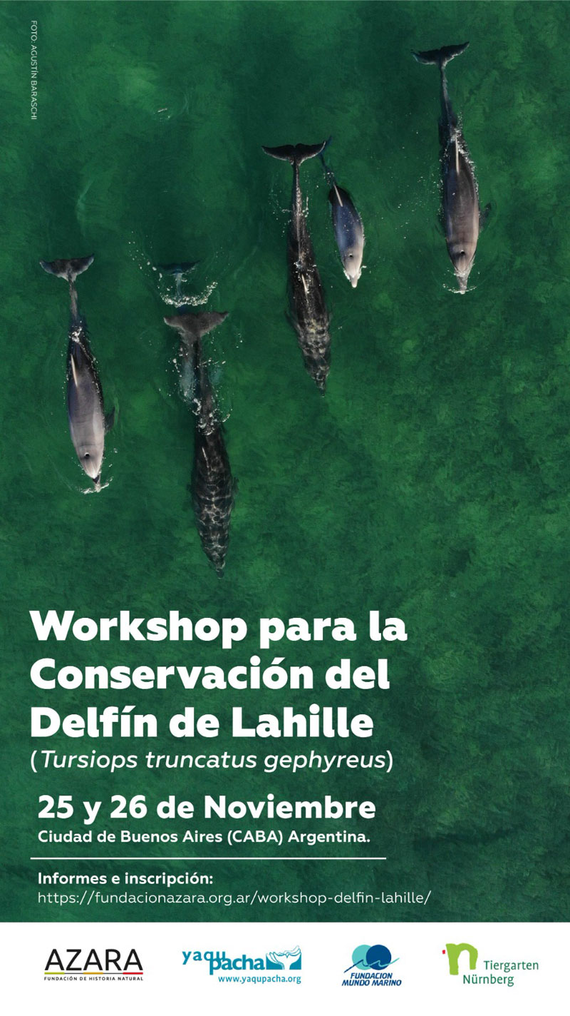 workshop argentina argentina lahille dolphin golfinho tursiops truncatus gephyreus fundacion azara