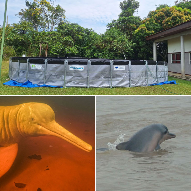 rescue pool amazonas flussdelfine tefe brasil amazon inia sotalia mamiraua brasilien amazonas
