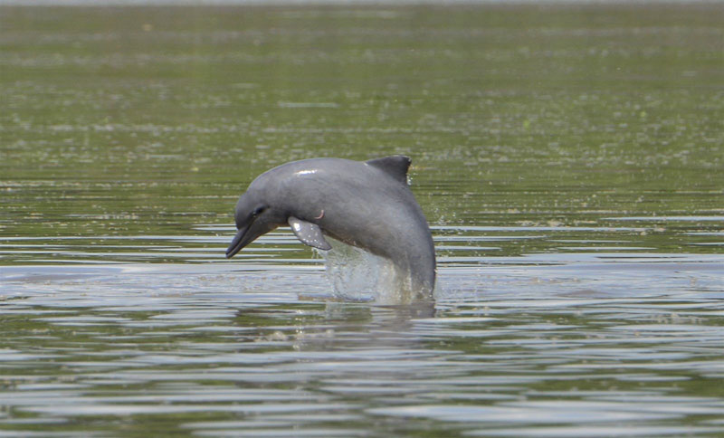 sotalia guianensis delphin dolphin delfin maracaibo see lake venezuela lajam journal