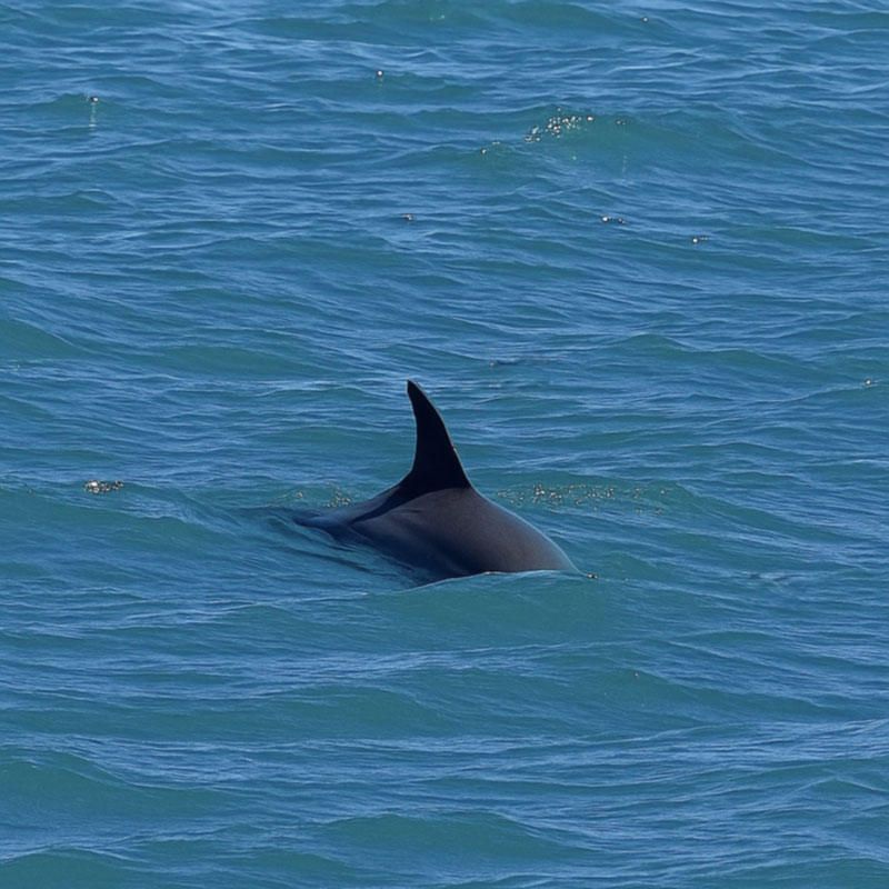 vaquita excursion 2025 frida vaquita marina gulf of california