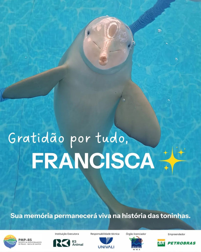 francisca adeus dead gestorben franciscana dolphin delfin golfinhos toninha toninhas