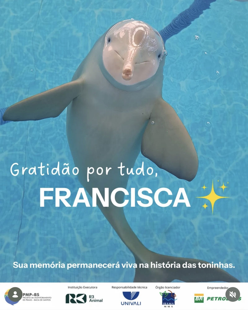francisca gestorben dead memory franciscana delfin dolphin